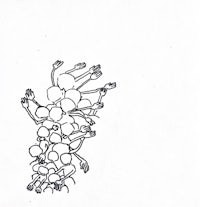 a black and white drawing of a bunch of grapes