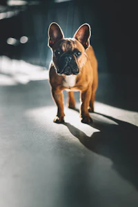 a french bulldog standing on a concrete floor