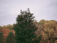 a tree in the middle of a field