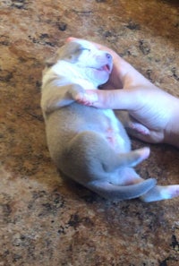 a small grey and white puppy laying on a counter