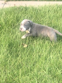 a grey and white puppy laying in the grass
