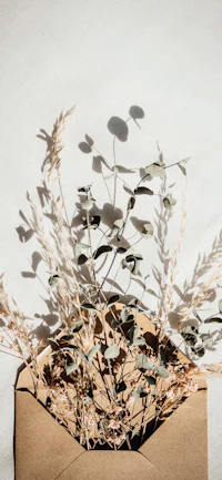 eucalyptus leaves in an envelope on a white surface