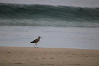 a bird standing on a sandy beach