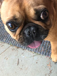 a french bulldog with its tongue out