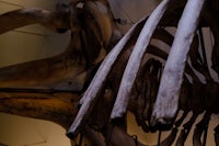 a skeleton of a large animal