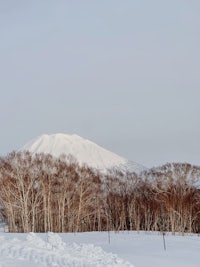 a snow covered mountain with trees in the background