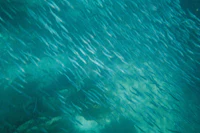 a school of fish swimming in the ocean