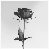 a black and white photo of a rose