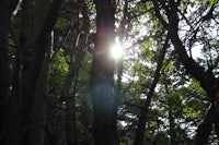 the sun is shining through the trees