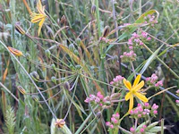 a yellow flower in a field of tall grasses