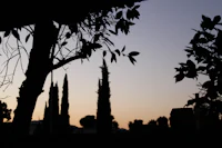 a silhouette of a tree at dusk