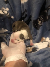 a person holding a small puppy on a blanket