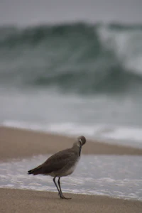 a bird standing on the sand at the beach