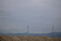 a group of seagulls standing on a sand dune