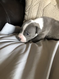 a small grey and white puppy laying on a couch