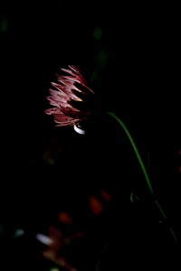 a flower in the dark with a drop of water on it