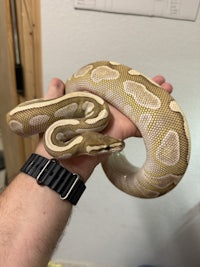 a person holding a yellow and white ball python