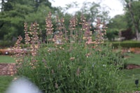 a group of flowers in the middle of a park