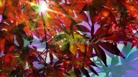 the sun shines through the leaves of a tree