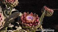 artichoke flowers are growing in the dirt