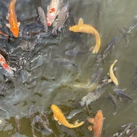 Hong Hong koi fish in a Chinese Taoist temple. 