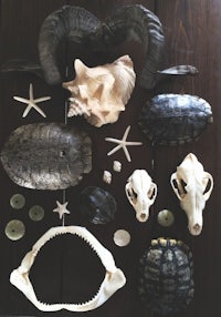 a collection of seashells and turtles on a wooden table