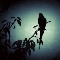 a black bird perched on a branch at night