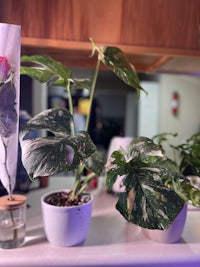 three potted plants on a kitchen counter
