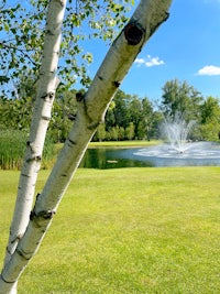 a birch tree in front of a pond with a fountain