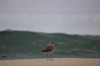 a bird standing on the sand next to a wave