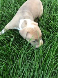 a small white and brown puppy laying in the grass