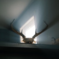 a deer skull in the light of a window