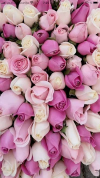 a bunch of pink and white roses are arranged in a row