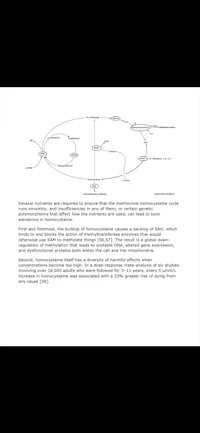 a diagram of a blood flow diagram
