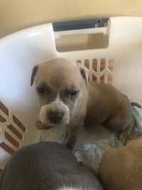 three puppies in a laundry basket