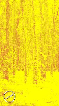an image of a yellow forest with trees in the background