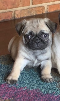 two pugs sitting on a rug next to each other