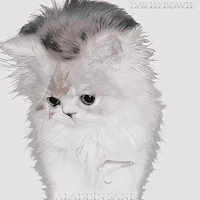 an image of a cat with a white head