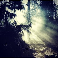 rays of light shining through trees in the forest