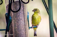 a bird sitting on a bird feeder