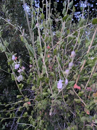 a bunch of flowers on a bush