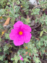 a pink flower with a yellow center is growing in a bush