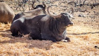two oxen laying in a field of hay