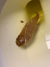 a brown worm in a toilet bowl