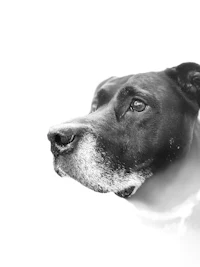 a black and white photo of a dog looking up