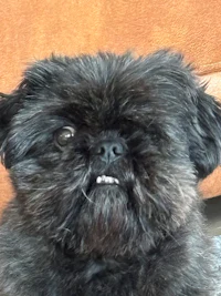 a black dog is sitting on a couch