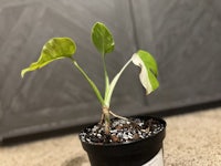 a small plant in a pot on the floor