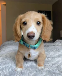 a small brown and white dachshund puppy sitting on a bed