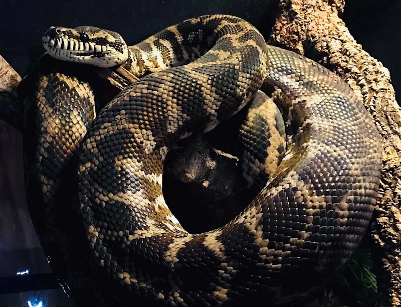 Reptile pris en charge au refuge Scaley Faces