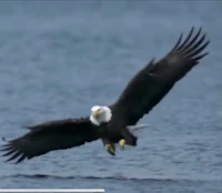 a bald eagle flies over a body of water